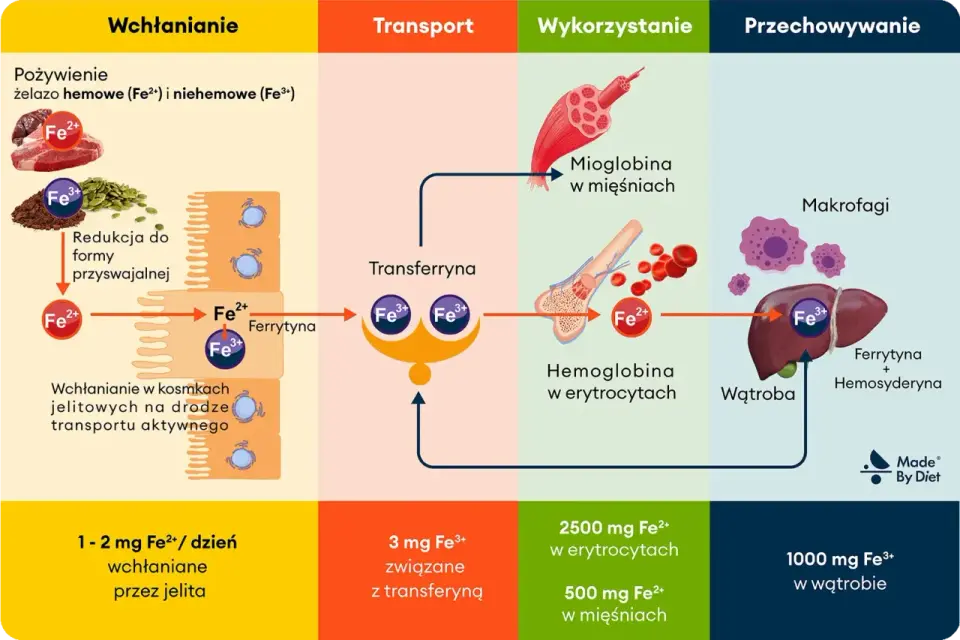 Anemia - to nie tylko żelazo! Poznaj prawdziwe przyczyny